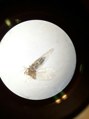 Bactericera cockerelli