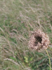 Daucus carota