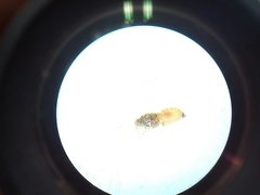Bactericera cockerelli