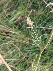 Daucus carota