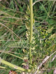 Daucus carota