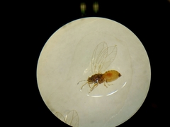 Bactericera cockerelli