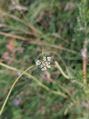 Daucus carota
