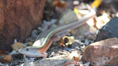 Gerrhosaurus flavigularis