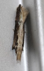 Hypatima spathota