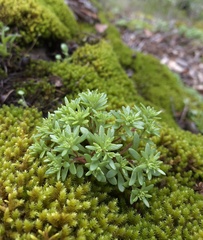 Sedum jaliscanum