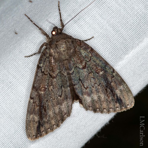 Residua Underwing photo 3