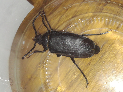 Fuzáč hrubý (Prionus coriarius)