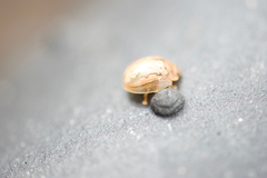 Paropsisterna debilis