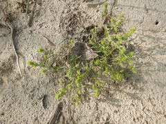 Corispermum elongatum