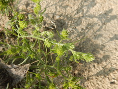 Corispermum elongatum