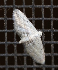 Araeopteron canescens
