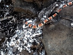 Sonora palarostris