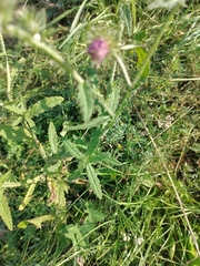 Carduus crispus