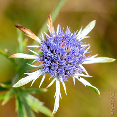 Eryngium integrifolium
