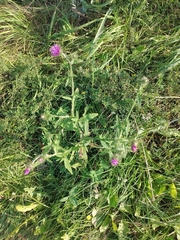 Carduus crispus