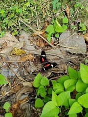 Heliconius clysonymus clysonymus