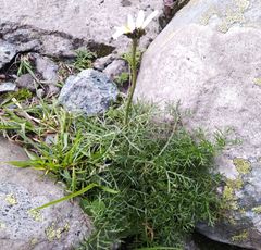 Tripleurospermum ambiguum