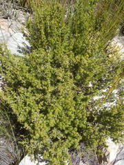 Cliffortia tuberculata