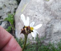 Tripleurospermum ambiguum