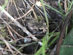 Bufo bufo