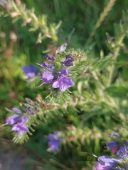 Echium vulgare