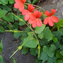 Pelargonium tongaense