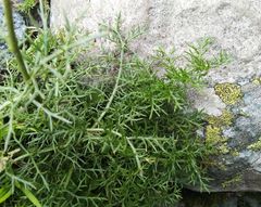 Tripleurospermum ambiguum