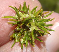 Cliffortia tuberculata