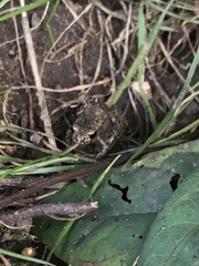 Bufo bufo