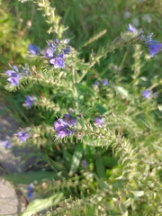 Echium vulgare
