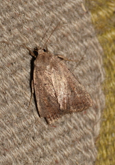 Protolampra sobrina