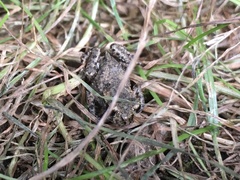 Bufo bufo