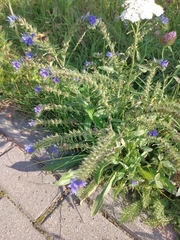 Echium vulgare