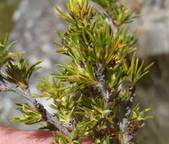 Cliffortia tuberculata