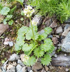 Micranthes nelsoniana