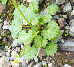 Micranthes nelsoniana