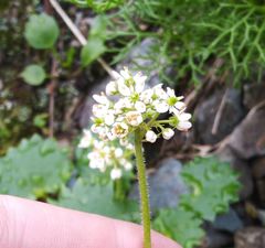 Micranthes nelsoniana