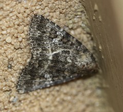 Condica aroana