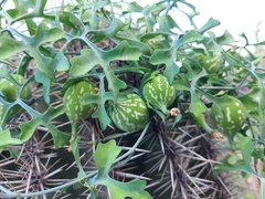 Ibervillea sonorae