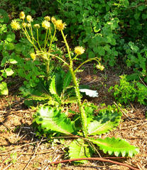 Berkheya radula