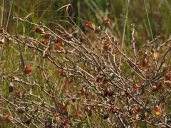 Hermannia cuneifolia