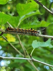 Acronicta tridens