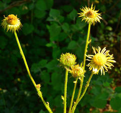 Berkheya radula
