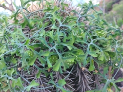 Ibervillea sonorae