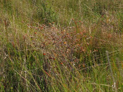 Hermannia cuneifolia