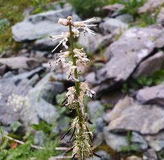Macropodium nivale