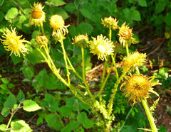 Berkheya radula