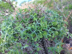 Ibervillea sonorae