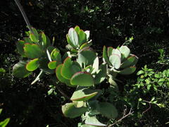 Cotyledon velutina